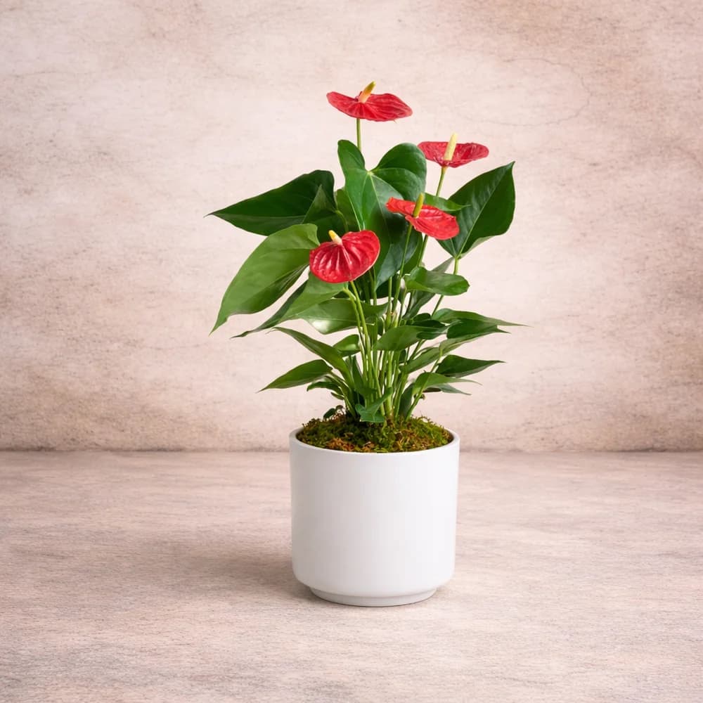 Antoryum Saksı Bitkisi