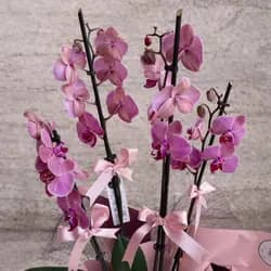 Ateş Kırmızısı Orkide - 2