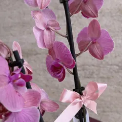 Ateş Kırmızısı Orkide - 3