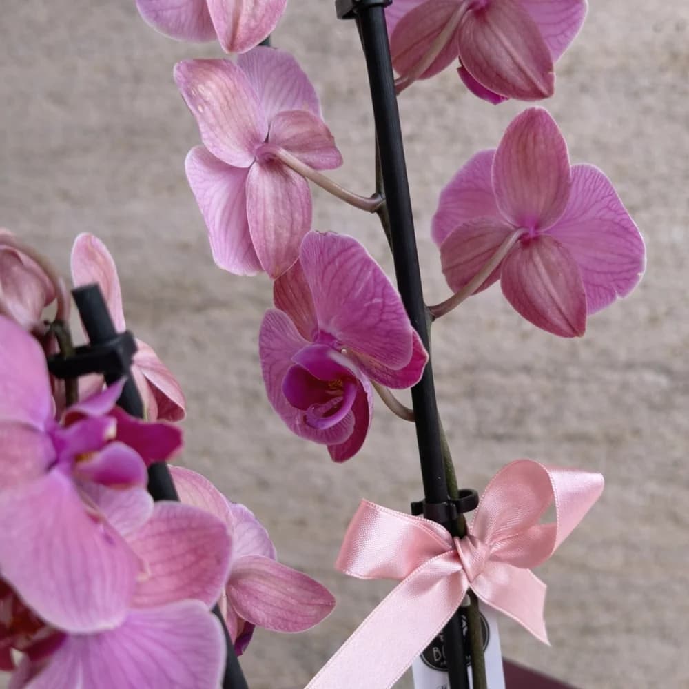 Ateş Kırmızısı Orkide - 3