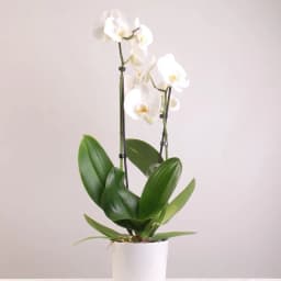 Beyaz Orkide - 1