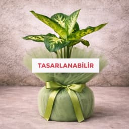 Büyük Difenbahya - 1