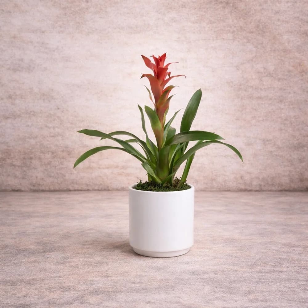 Guzmania Saksı Bitkisi