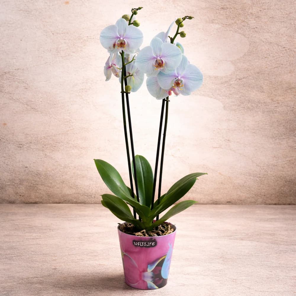 Natürel Mavi Orkide