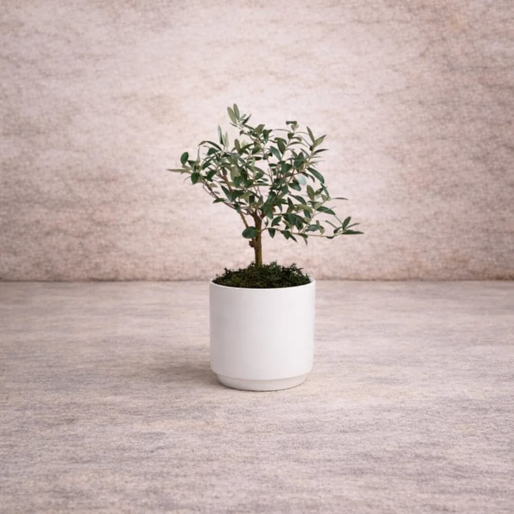 Mini Zeytin Ağacı