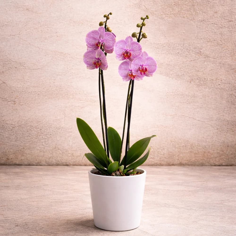 Mor Çizgili Orkide Buketi