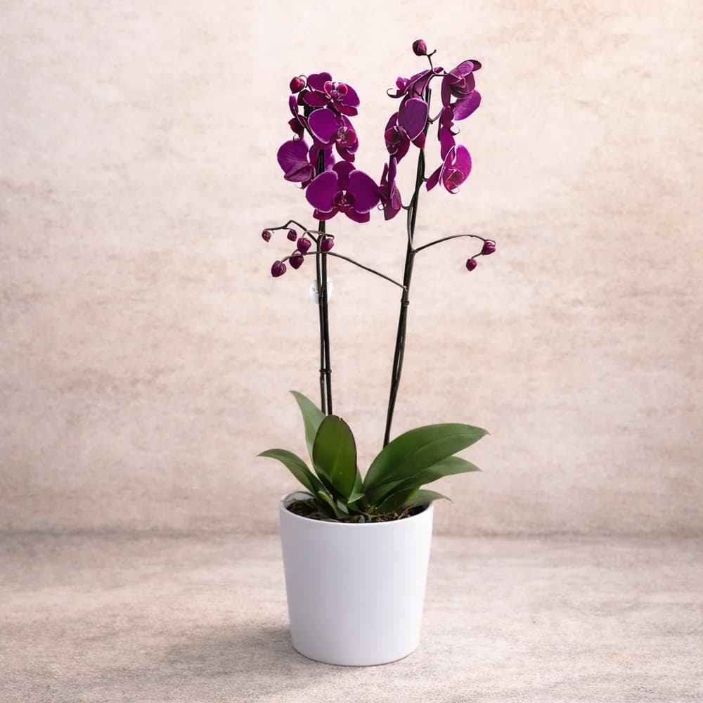 Mor Orkide Saksı Bitkisi