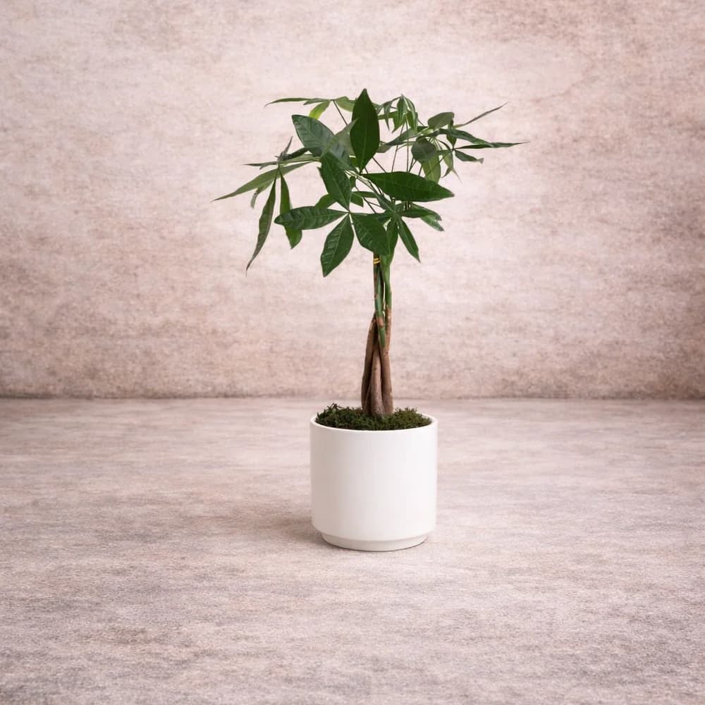 Pachira Saksı Bitkisi