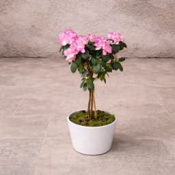 Pembe Baston Açelya - 1