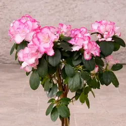 Pembe Baston Açelya - 2