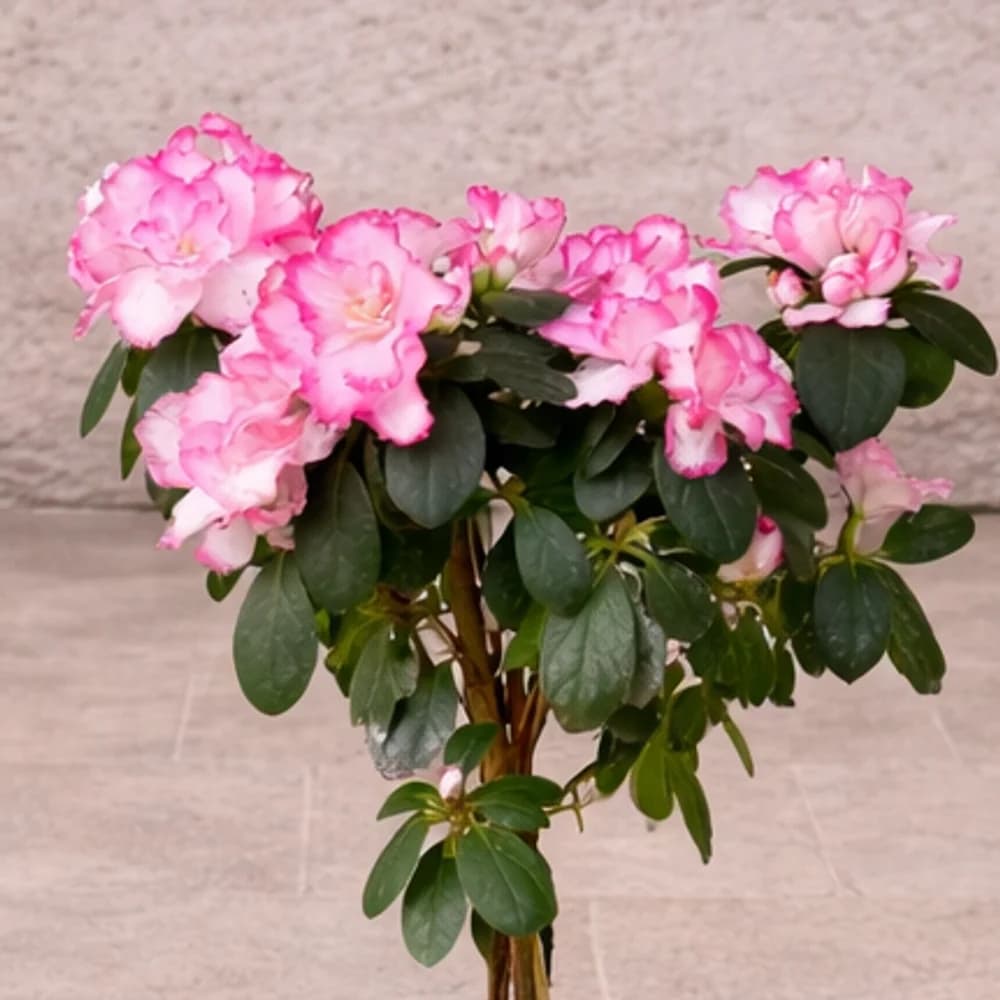 Pembe Baston Açelya - 2