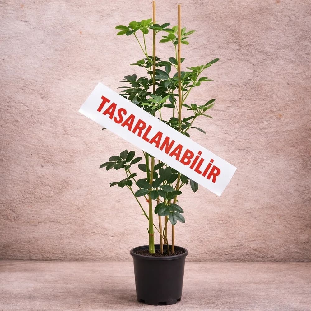 Schefflera Saksı Bitkisi