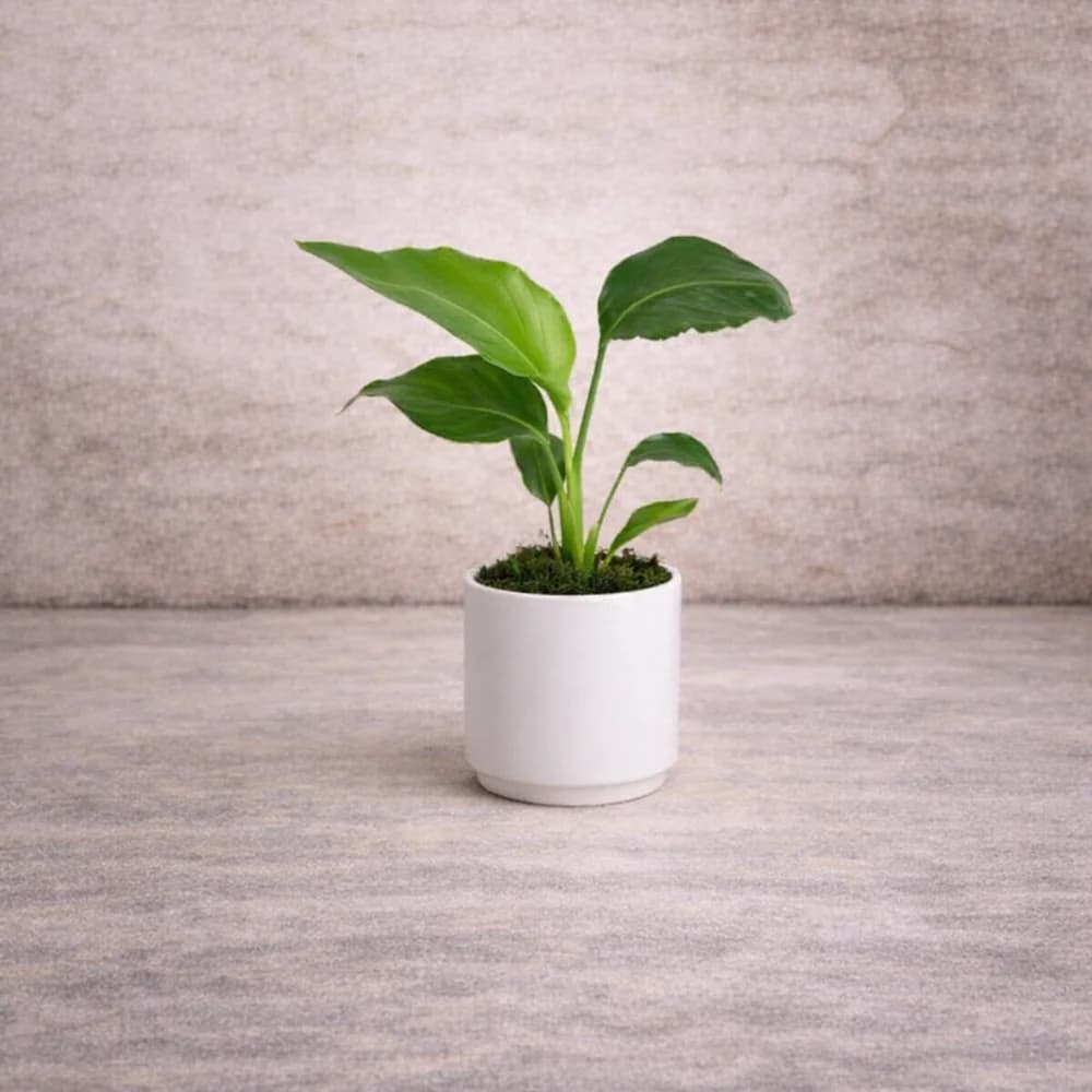 Starliçe Saksı Bitkisi