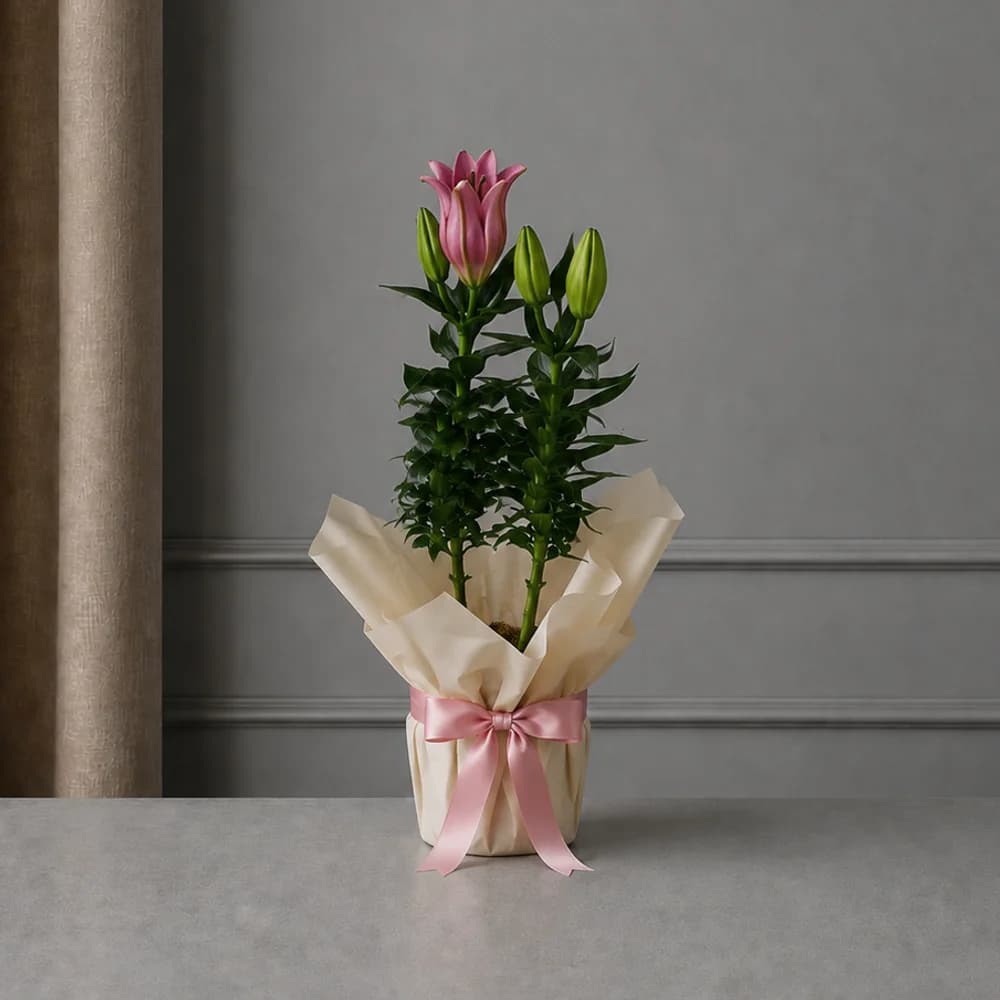 Pembe Lilyum Saksı Bitkisi