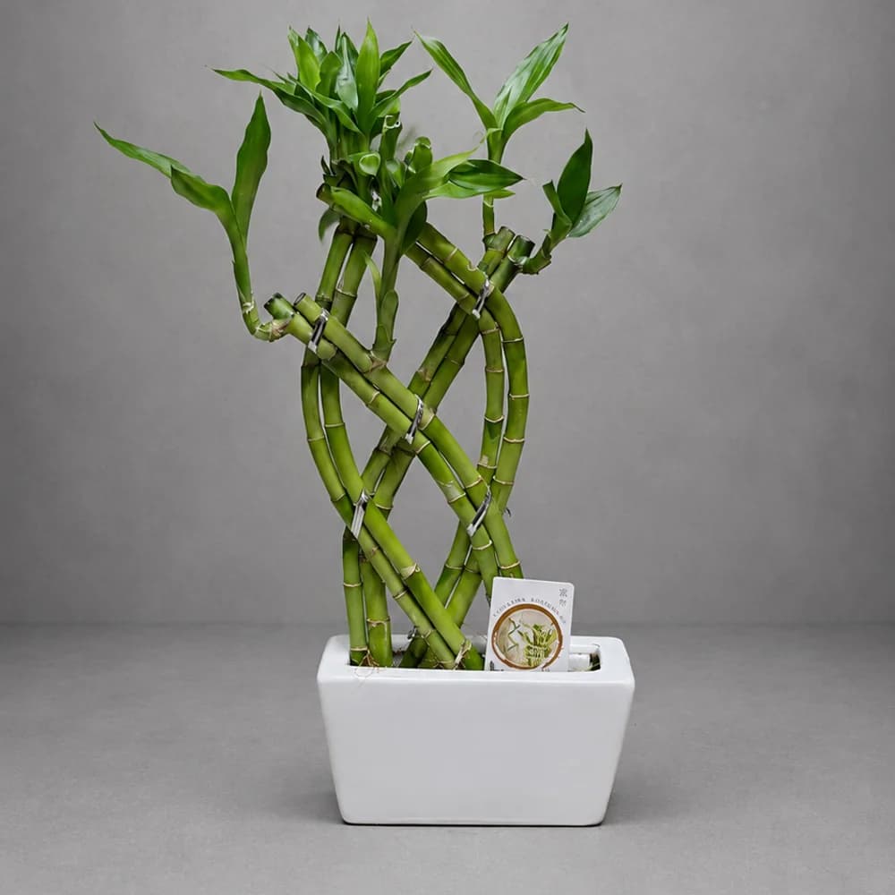 Lucky Bamboo Stick