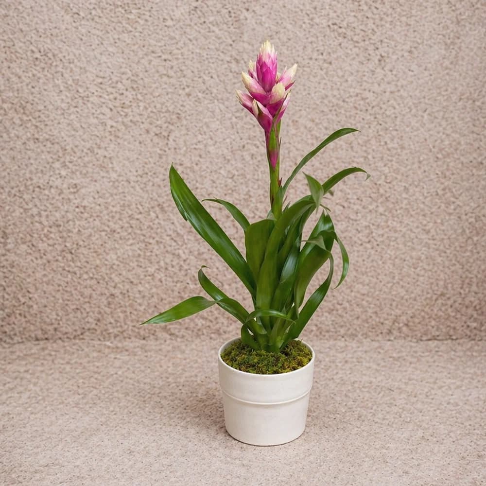 Guzmania Saksı Bitkisi1