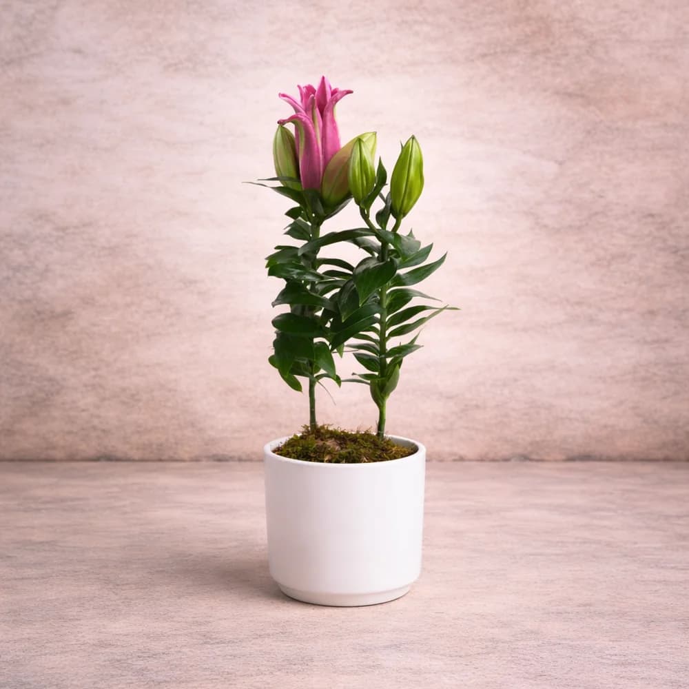 Pembe Lilyum Saksı Bitkisi